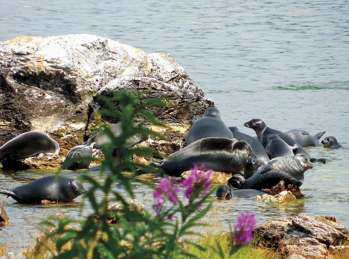 贝加尔湖海豹在湖中央的乌什卡尼群岛上休息。