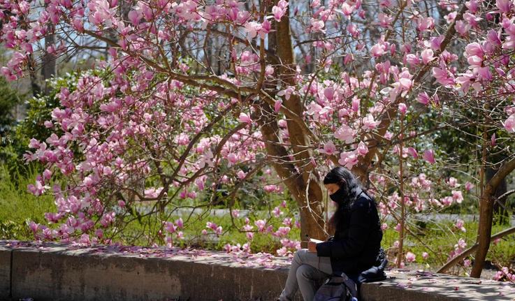一个学生坐在树下和粉红色的花朵和写在她的笔记本。