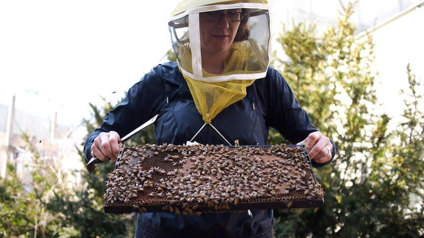 戴着养蜂帽的教授端着一盘蜂巢里的蜜蜂