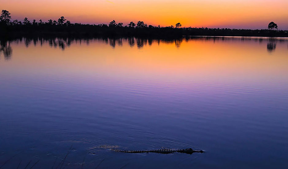 日落在大沼泽地玻璃般的水与短吻鳄在前景