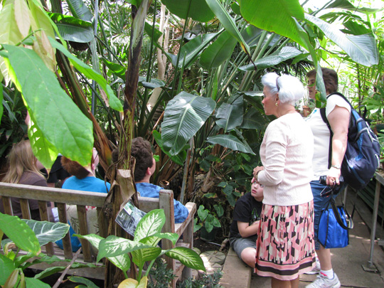 a volunteer giving a greenhouse tour