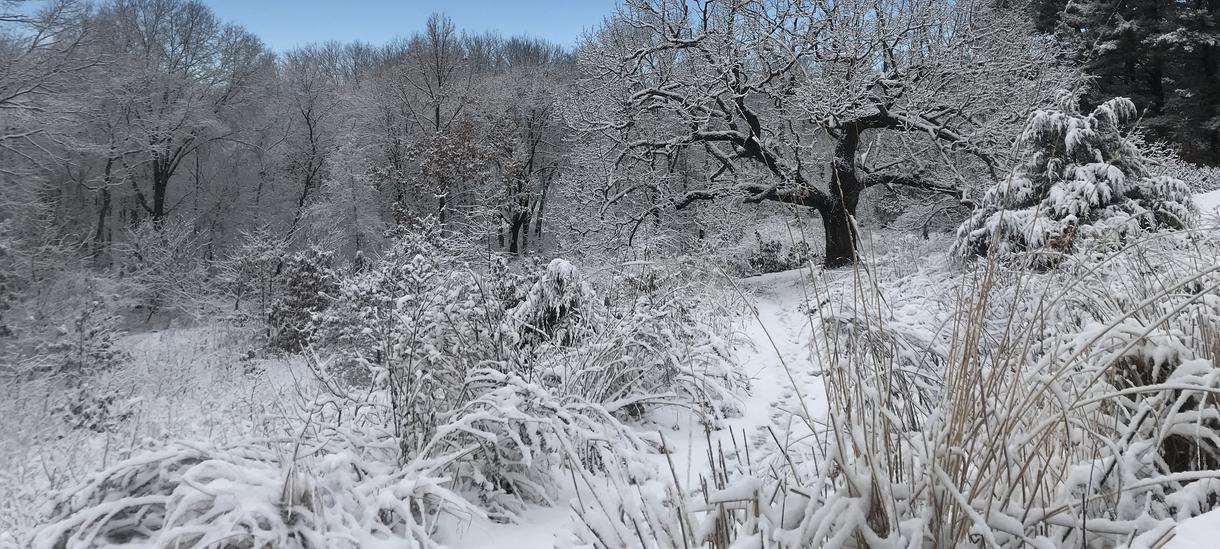 食用生态在白雪皑皑的冬天，蓝天下