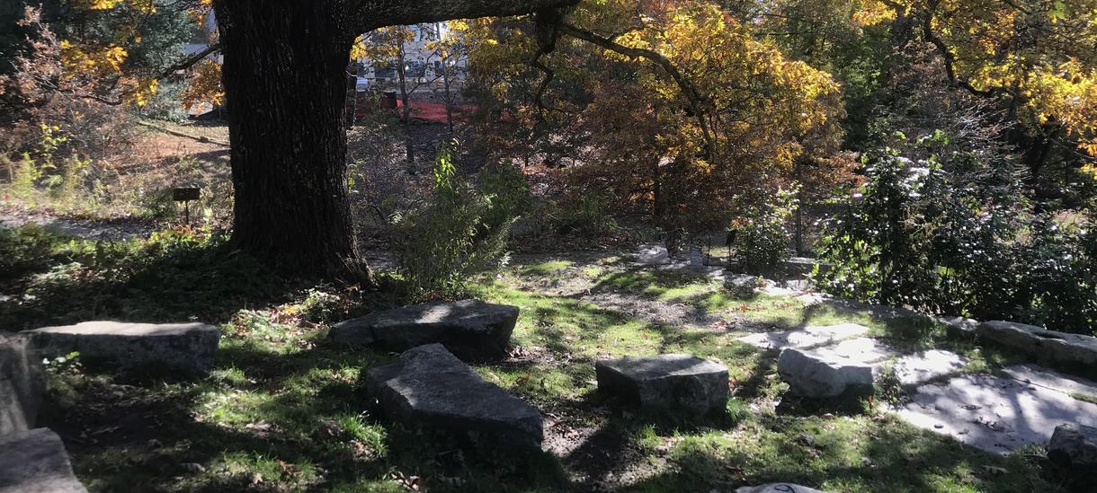可食用的生态系统坐在橡树下的石头秋天-户外教室