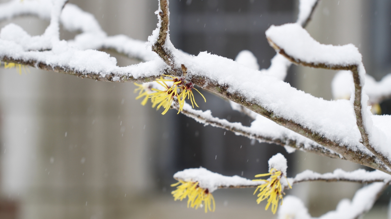 被雪覆盖的金缕梅树枝