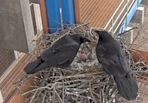 记录和现场直播的乌鸦筑巢在韦尔斯利学院的校园亚博电竞官网